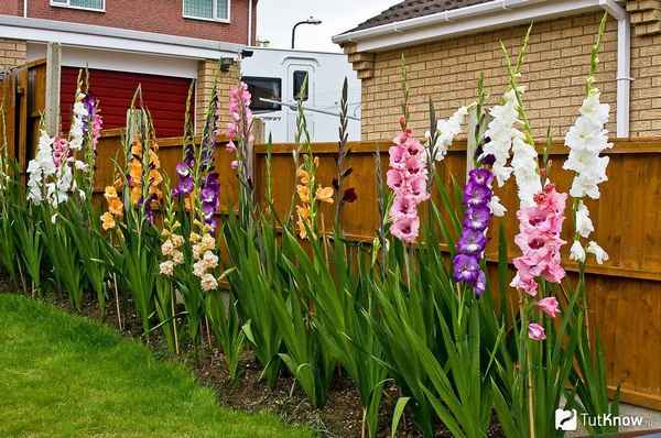 Выращивание гладиолусов