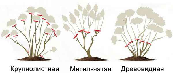 Правильная обрезка древовидной гортензии