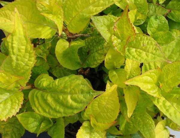 Что делать, если у гортензии желтеют листья