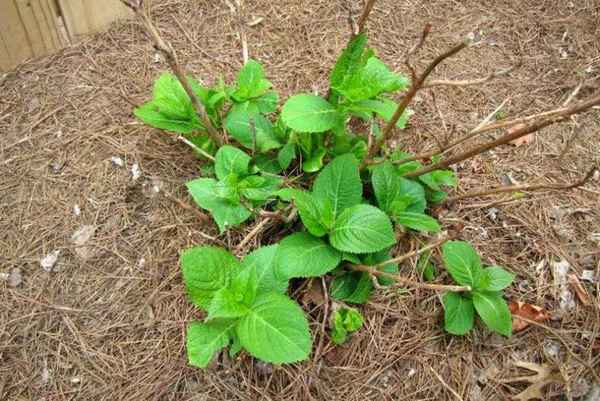 Почему гортензия плохо растёт