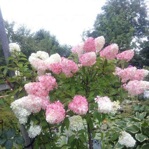 Гортензия не цветёт: причины и их устранение