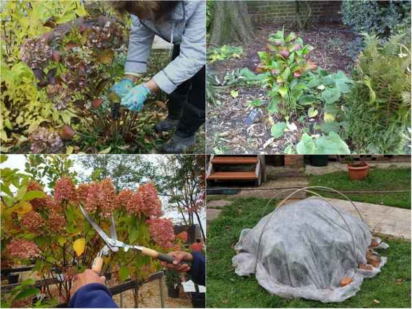 Гортензия метельчатая: осенний уход и подготовка к зиме
