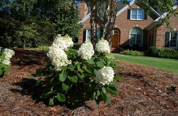 Описание и выращивание гортензии Бэби Лейс