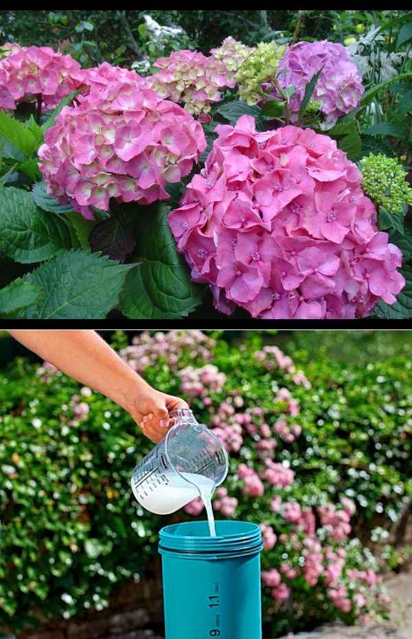 Как ухаживать за гортензией летом