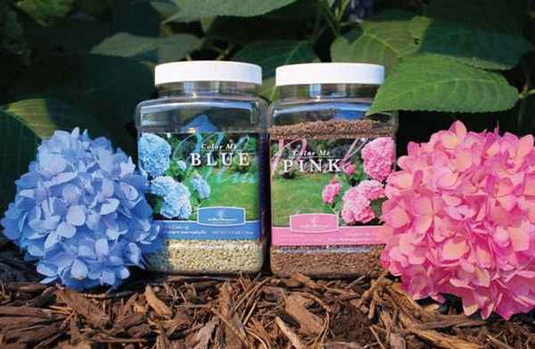 Подкормка гортензии