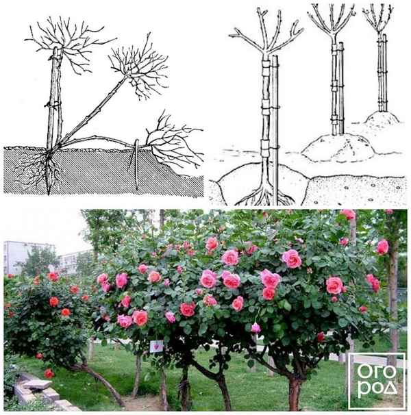Как самому посадить и вырастить штамбовую розу?