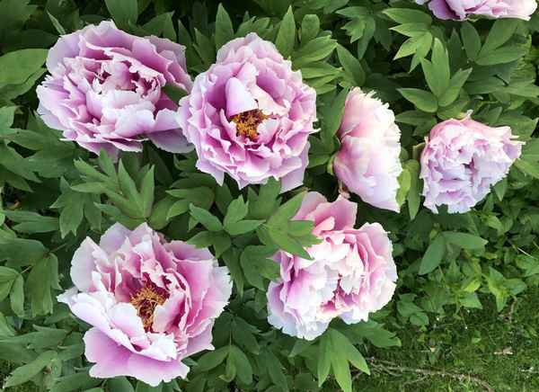 Почему не цветёт древовидный пион?