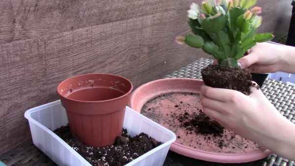 Пересадка декабриста в домашних условиях: пошаговая инструкция, сроки пересадки