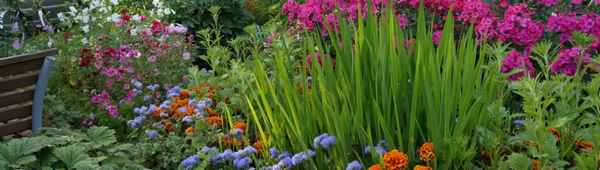 9 многолетников, которые не могут зимовать в открытом грунте: лучше не рискуйте