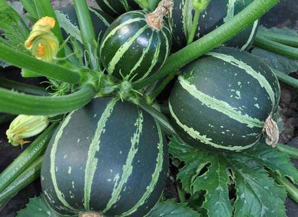 Сорта круглых кабачков