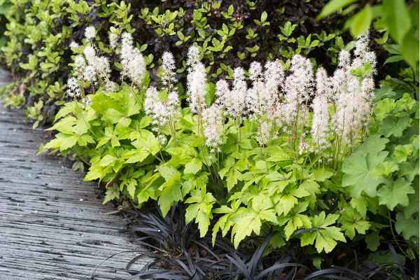 10 лучших теневыносливых летних растений