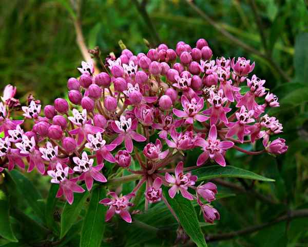 7 самых красивых ваточников для сада