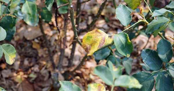 У розы опадают листья: причины и лечение