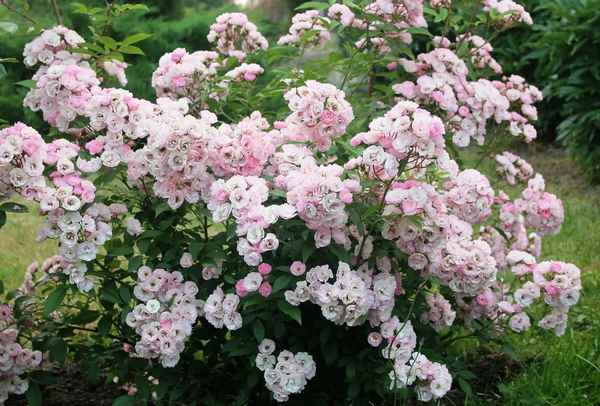 Описание сортов мускусных роз