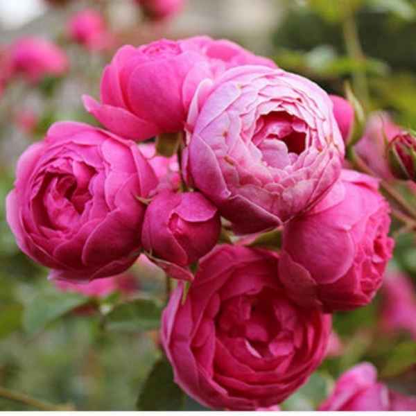 Роза Помпонелла: выращивание и уход в открытом грунте