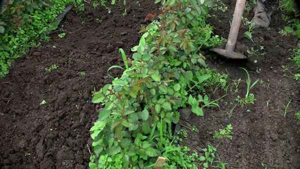 Роза Версилия: выращивание и уход в открытом грунте