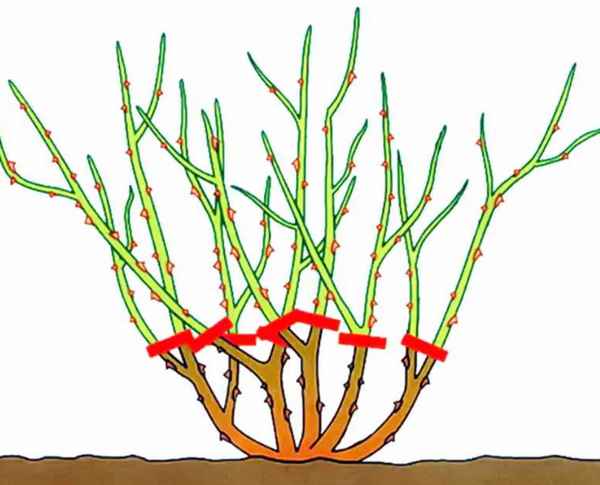 Как обрезать розы на зиму