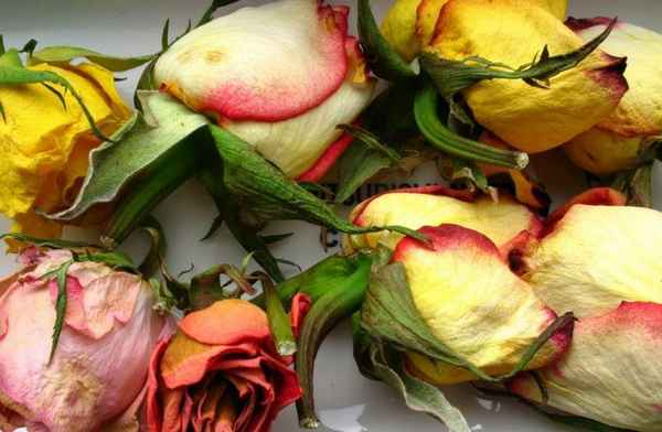 Как в домашних условиях восстановить увядшие розы