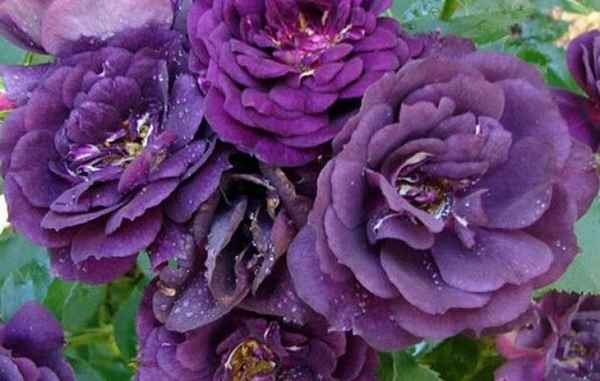 Фиолетовые розы: описание и особенности выращивания