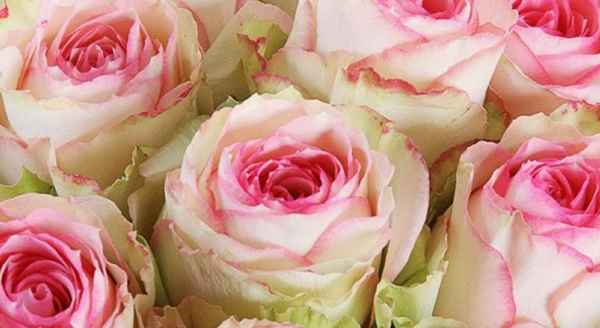 Описание и выращивание роз Эквадор