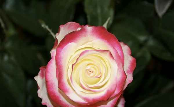 Роза свитнес: посадка и уход в открытом грунте