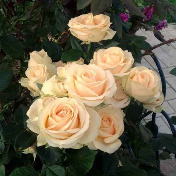 Описание и выращивание розы «Аваланж»