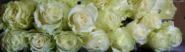 Роза Мондиаль: выращивание и уход в открытом грунте