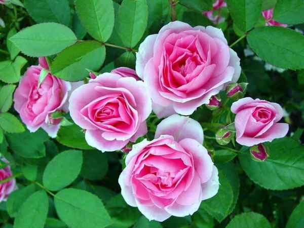 Канадские розы: описание сортов, уход в домашних условиях