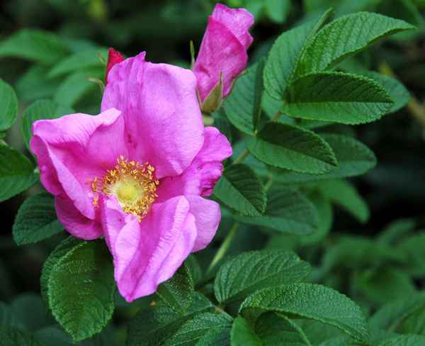 Роза Ругоза: посадка и уход в открытом грунте