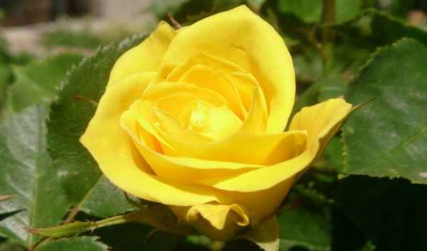 Желтые розы: значение и описание лучших сортов