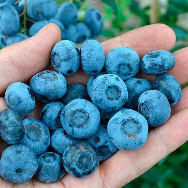 Популярные сорта гoлyбики и черники