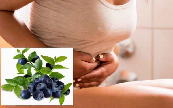 Слабительные и закрепляющие свойства черники