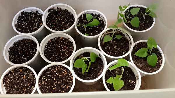 Выращивание черники из семян в домашних условиях
