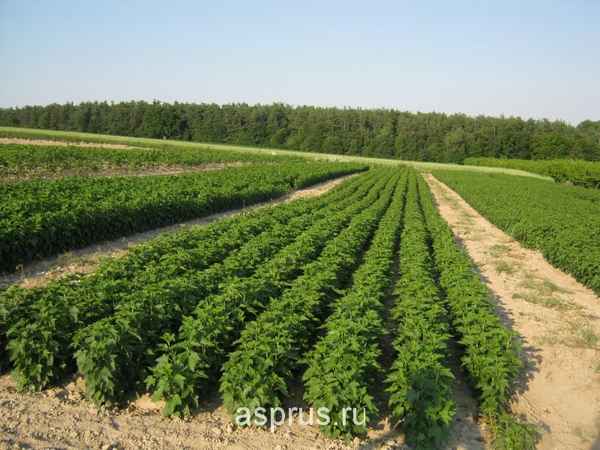 Выращивание смородины как бизнес