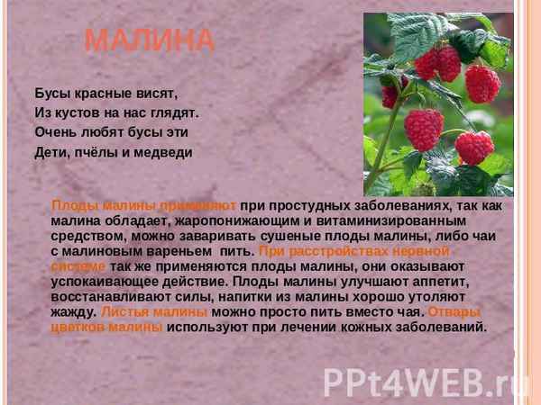 Как принимать листья малины для эндометрия