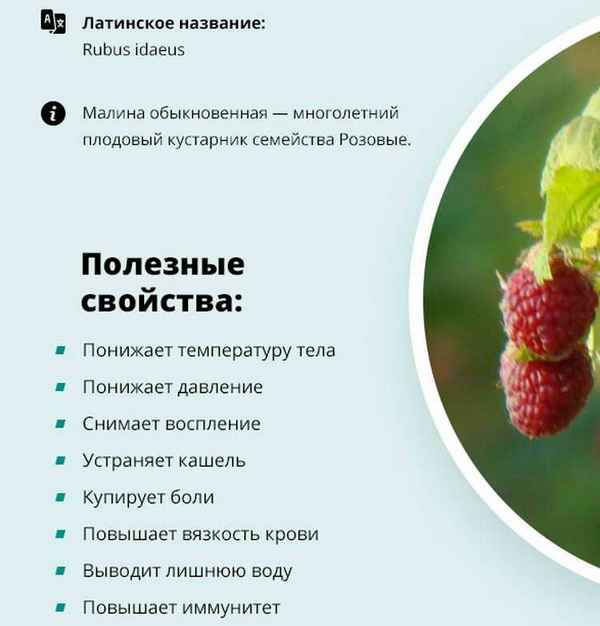 Малина для организма женщины: полезные свойства, противопоказания