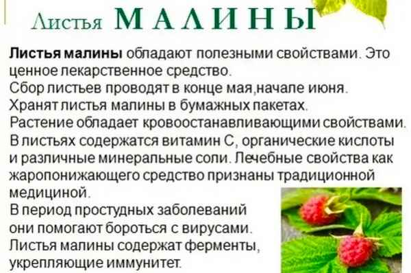 Лечение кашля малиной: эффективность, как использовать, противопоказания