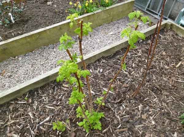 Осенняя посадка малины: пошаговое руководство, преимущества и недостатки