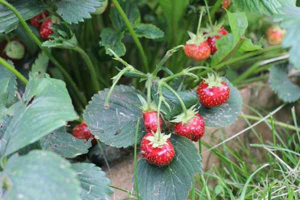 Листья красивые, а ягод нет. Почему не плодоносит клубника?