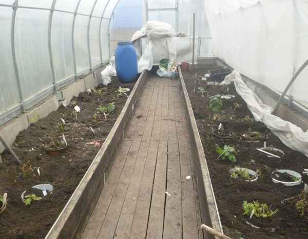 Зимовка хризантем в теплице