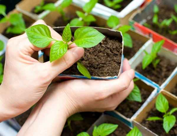 6 важных правил выращивания базилика