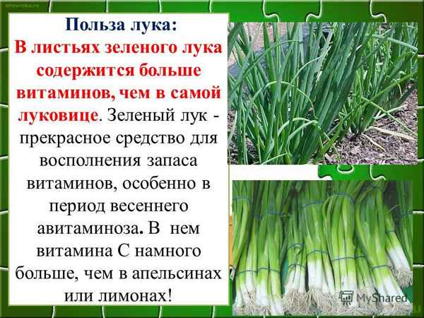 Описание и хаpaктеристика зелёного лука