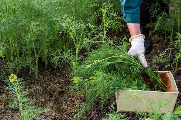 Как посадить и ухаживать за кустовым укропом?