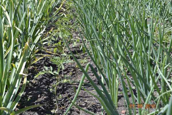 Посадка лука и чеснока на одной грядке