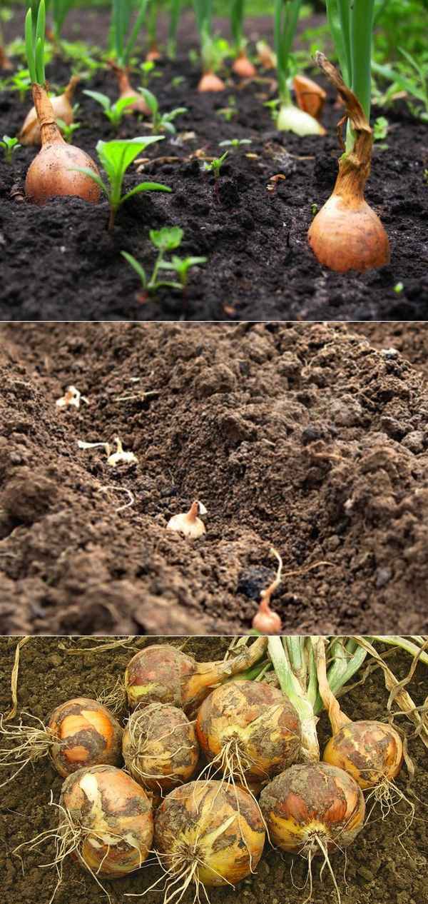 Правильная посадка лука весной на головку