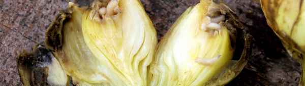 Способы обработки лука от червей на грядке