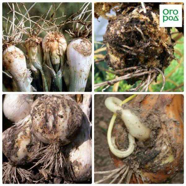 Описание луковой нематоды и как с ней бороться