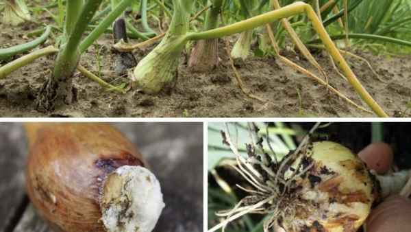 Почему гниёт лук на грядке и как это предотвратить?