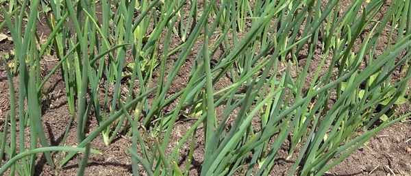 Основные причины пожелтения лука