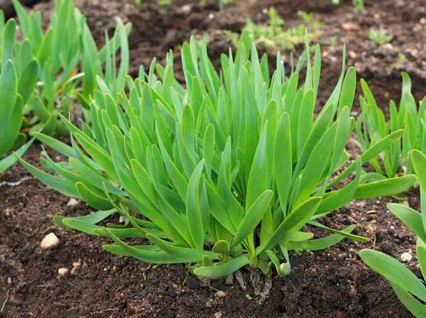 Лук-слизун: описание, свойства и особенности выращивания